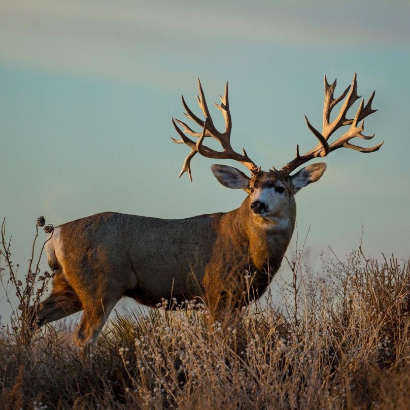 Mule Deer Hunts – Northern Tales Outfitters-Dates For Indiana Deer Rut 2021