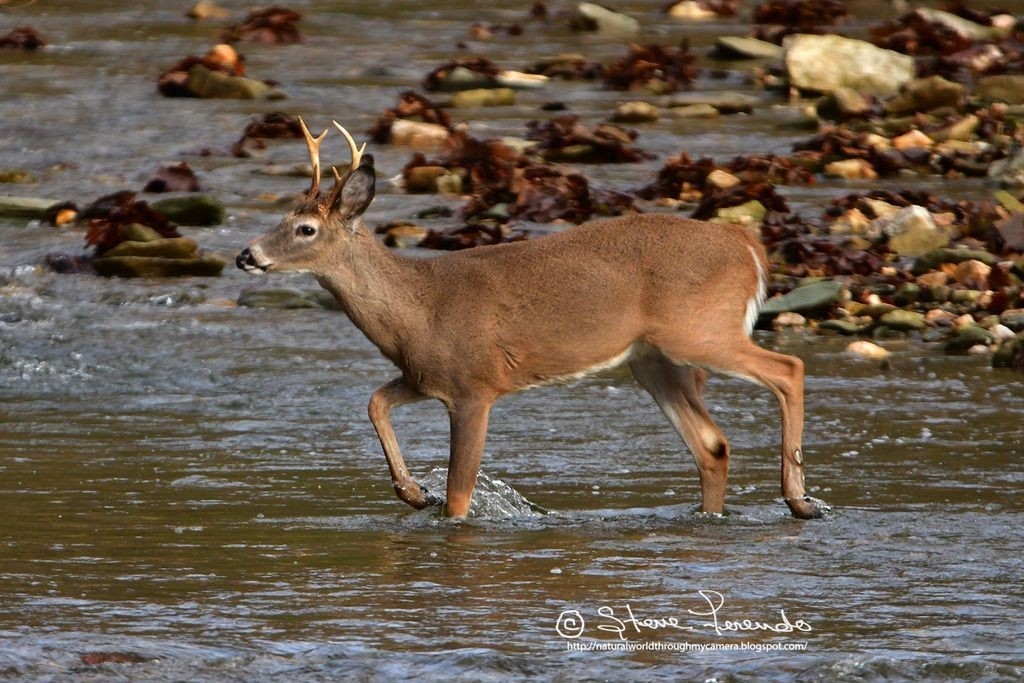 &quot;Natural World&quot; Through My Camera: 2018 Deer Rut Follow Up-Maryland Deer Rut 2021