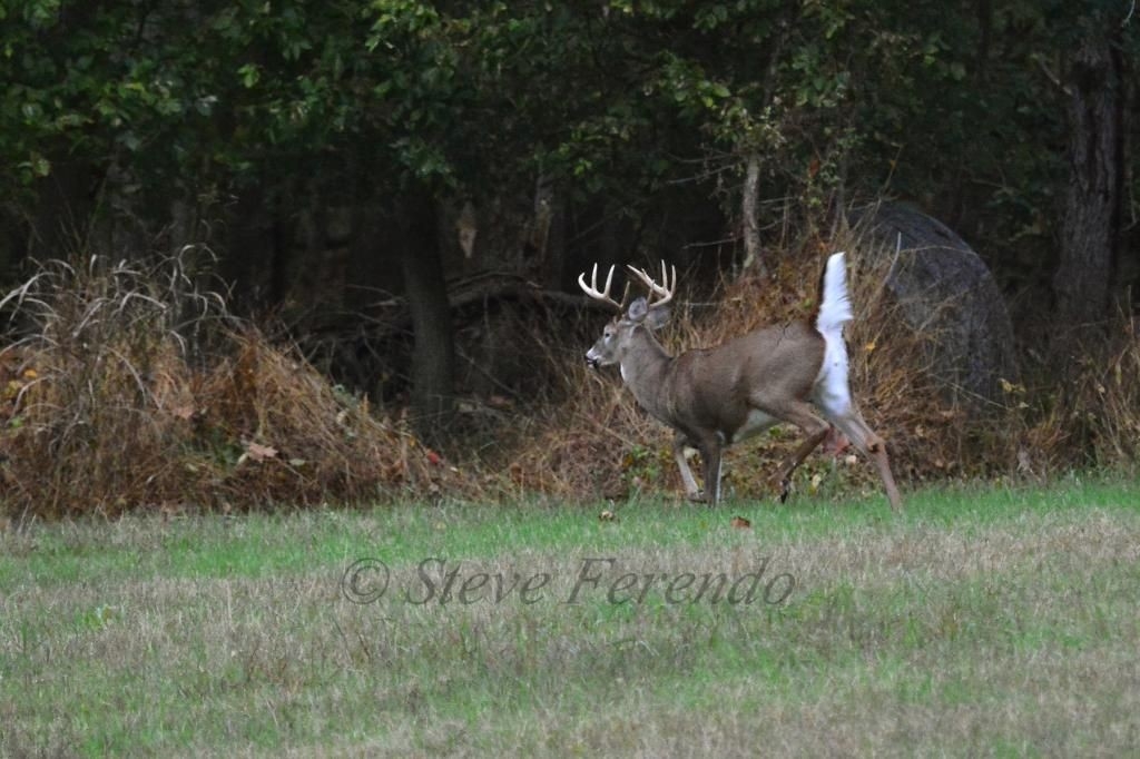 &quot;Natural World&quot; Through My Camera: Chasing Phase Of The Whitetail Rut-Whitetail Deer Rut In Md