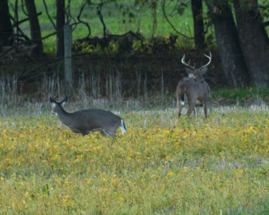 &quot;Natural World&quot; Through My Camera: Whitetail Rut On The Cusp!-Whitetail Deer Rut In Md