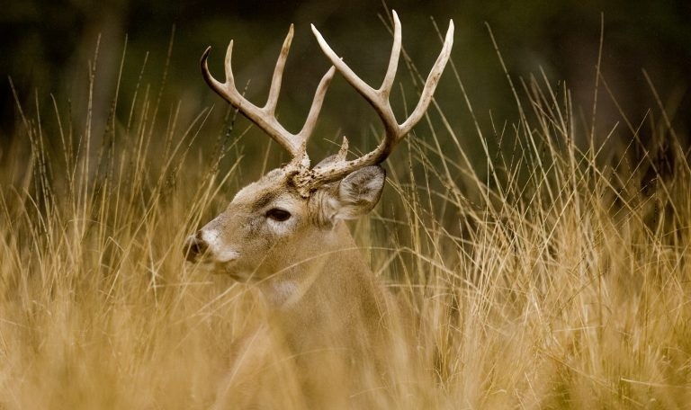 New Deer Zones, Early Dove Season And The Return Of Sandhill Crane Hunting For 2020-2021-Deer Rut Predictions For Wi 2021