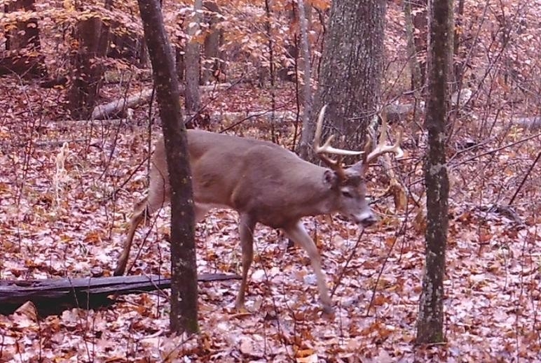 Nov 10 2015 9Pt Ds Buck Cropped - We&#039;Re All About Maryland Bucks-Maryland Deer Rut 2021