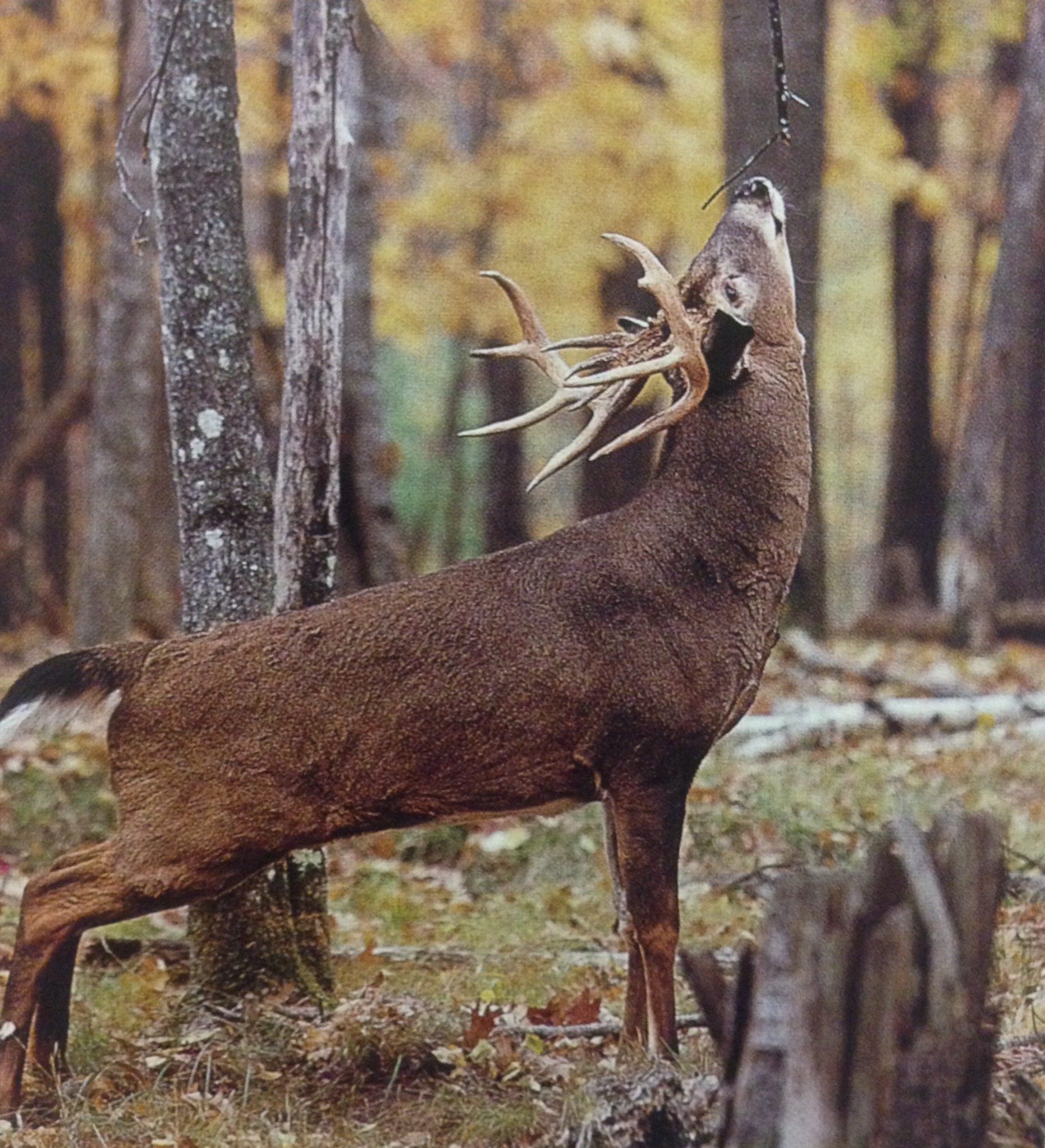 October | 2013 | Missouri Whitetail-When Is 2021 Whitetail Rut Predicted