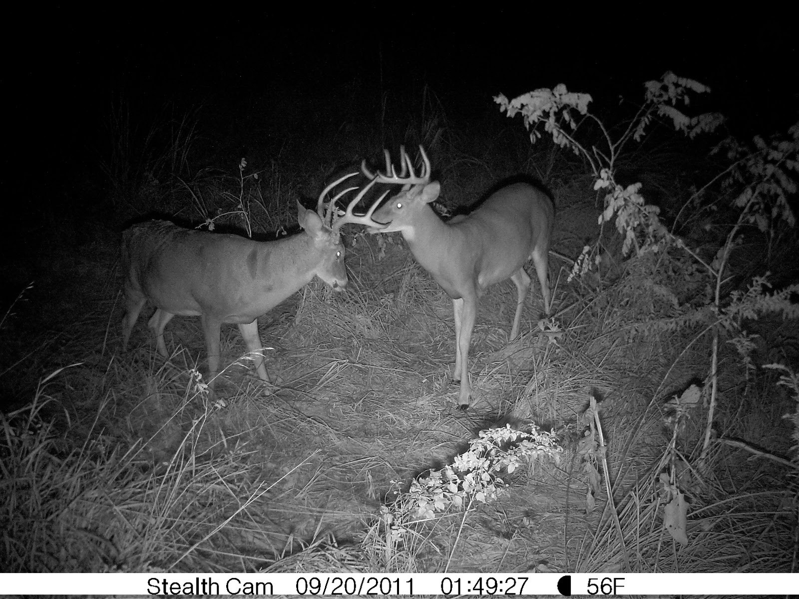 Outdoors Weather Guide: September 2011-Deer Rut Predictions Iowa 2021