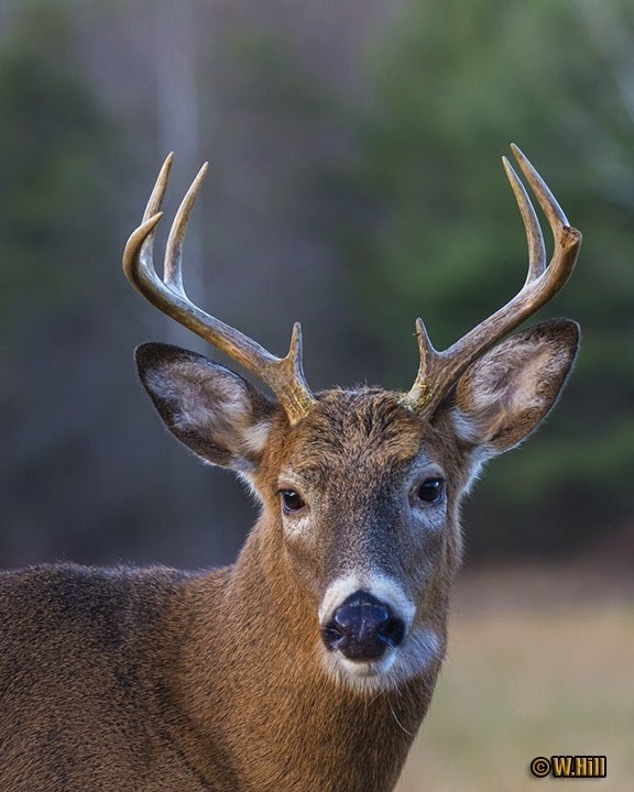 Pennsylvania Wildlife Photographer: More Whitetail Rut Images-Whitetail Deer Rut In Md