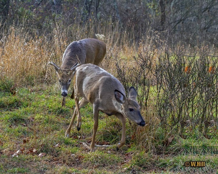 Pennsylvania Wildlife Photographer: More Whitetail Rut Images-Whitetail Rut In Pa 2021