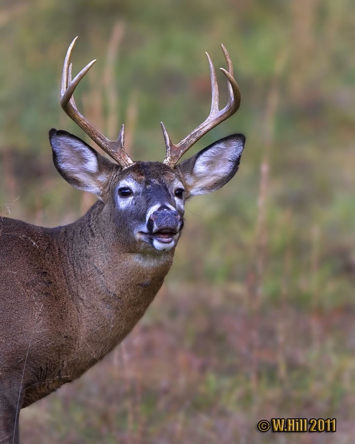 Pennsylvania Wildlife Photographer: More Whitetail Rut Photos-The Lip-Curl-Whitetail Rut In Pa 2021