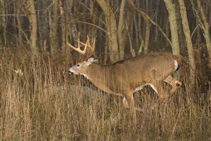 Pennsylvania Wildlife Photographer: The Whitetail Rut Explodes At Shenandoah National Park-Va Deer Rut 2021