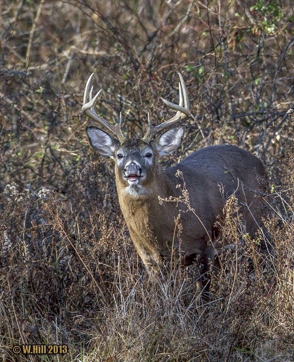 Pennsylvania Wildlife Photographer: Whitetail Rut Explodes-Whitetail Deer Rut In Md