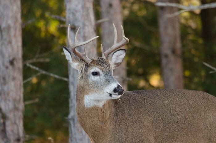 Pining By Janelle Streed On Capture Minnesota // White-Tailed Buck During The Rut | Whitetail-Deer Rut Mn 2021