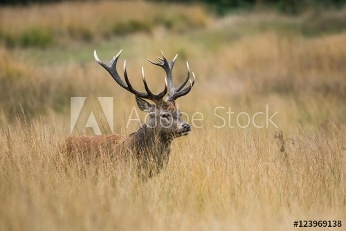 &quot;Red Deer, Deer, Cervus Elaphus - Rut Time.&quot; Fotos De Archivo E Imágenes Libres De Derechos En-Louisiana Deer Rut Times