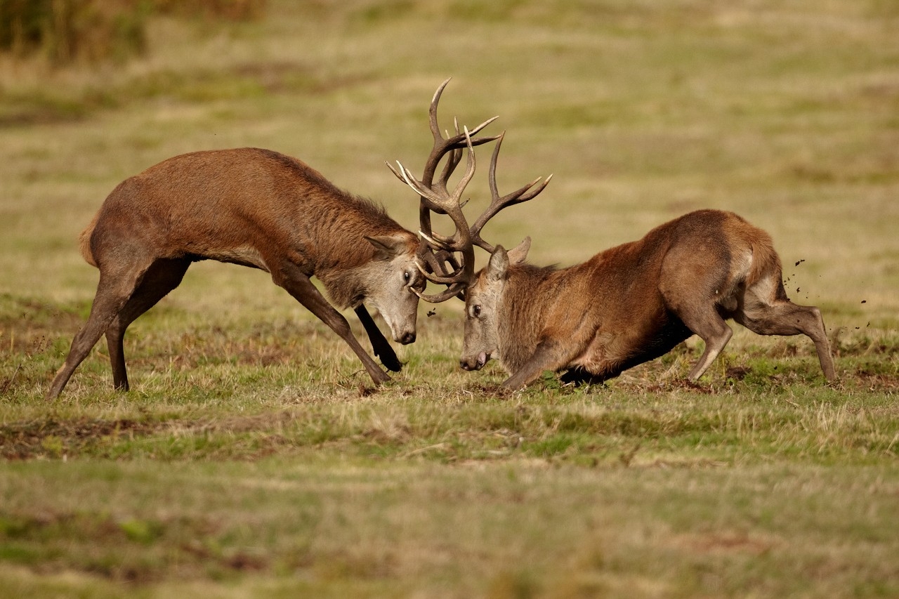 Red Deer Rut 2018-2021 Whitetail Rut Calendar