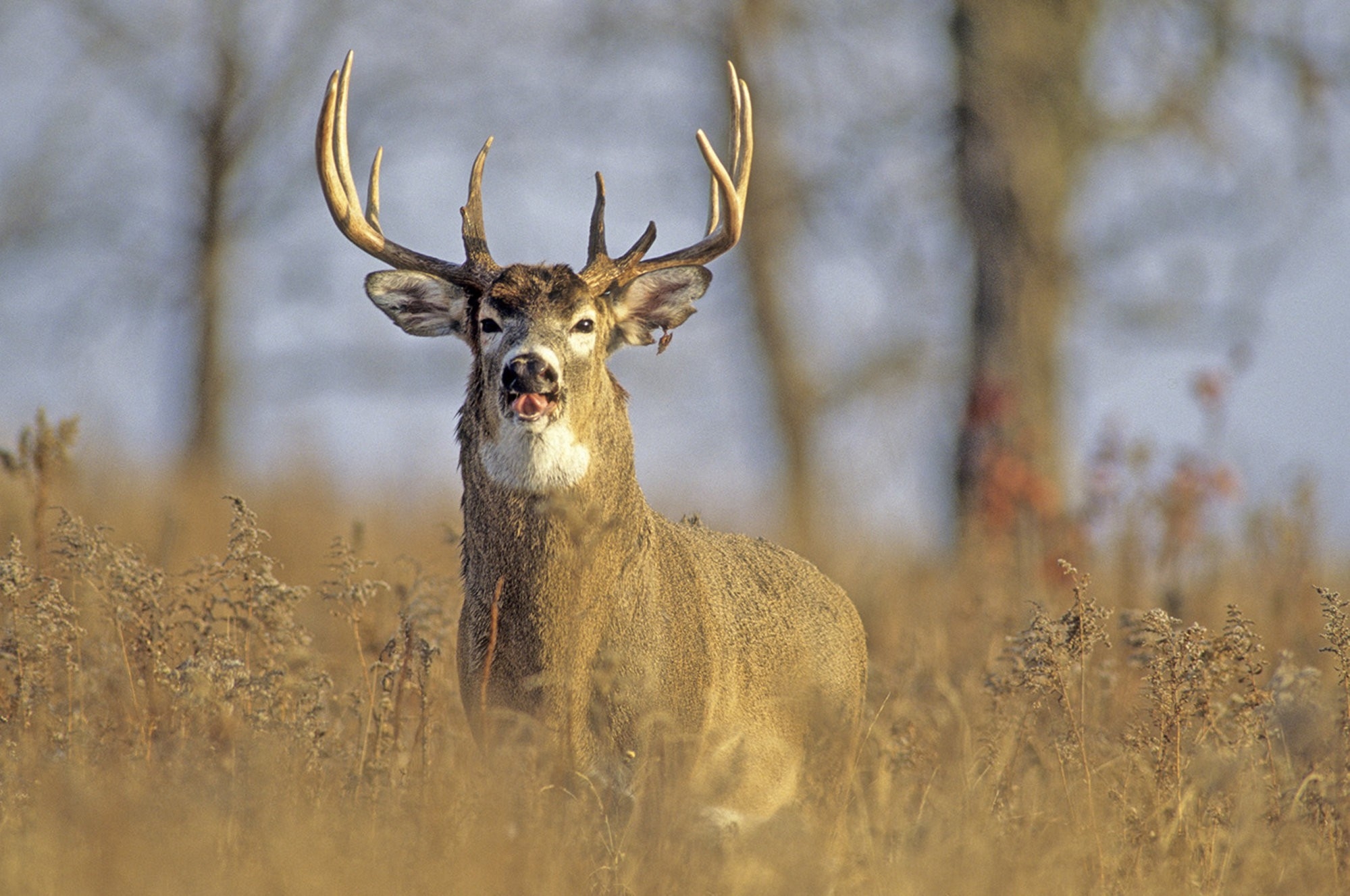 Rigors Of The Rut: Whitetail Breeding Season - Startribune-Deer Rut Mn 2021