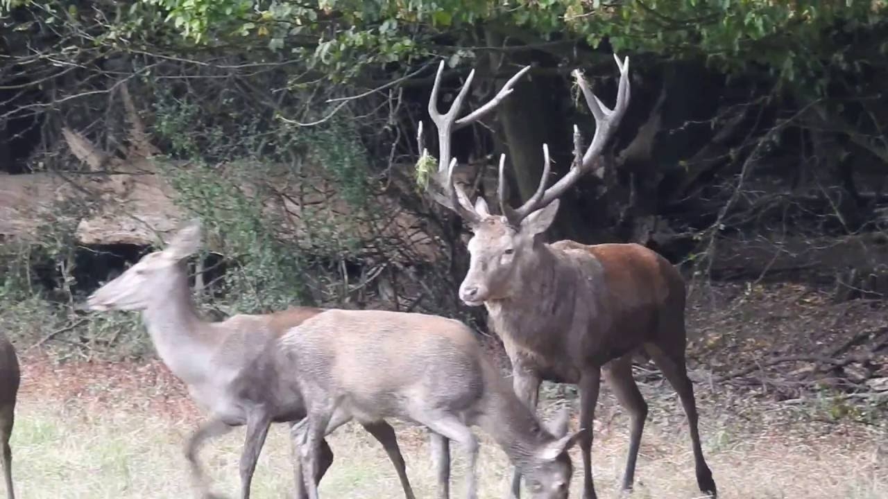 Rykowisko Hirschbrunft Brame Du Cerf Red Deer Rut 2016 Nr10 - Youtube-When Trhe Rut In Wva