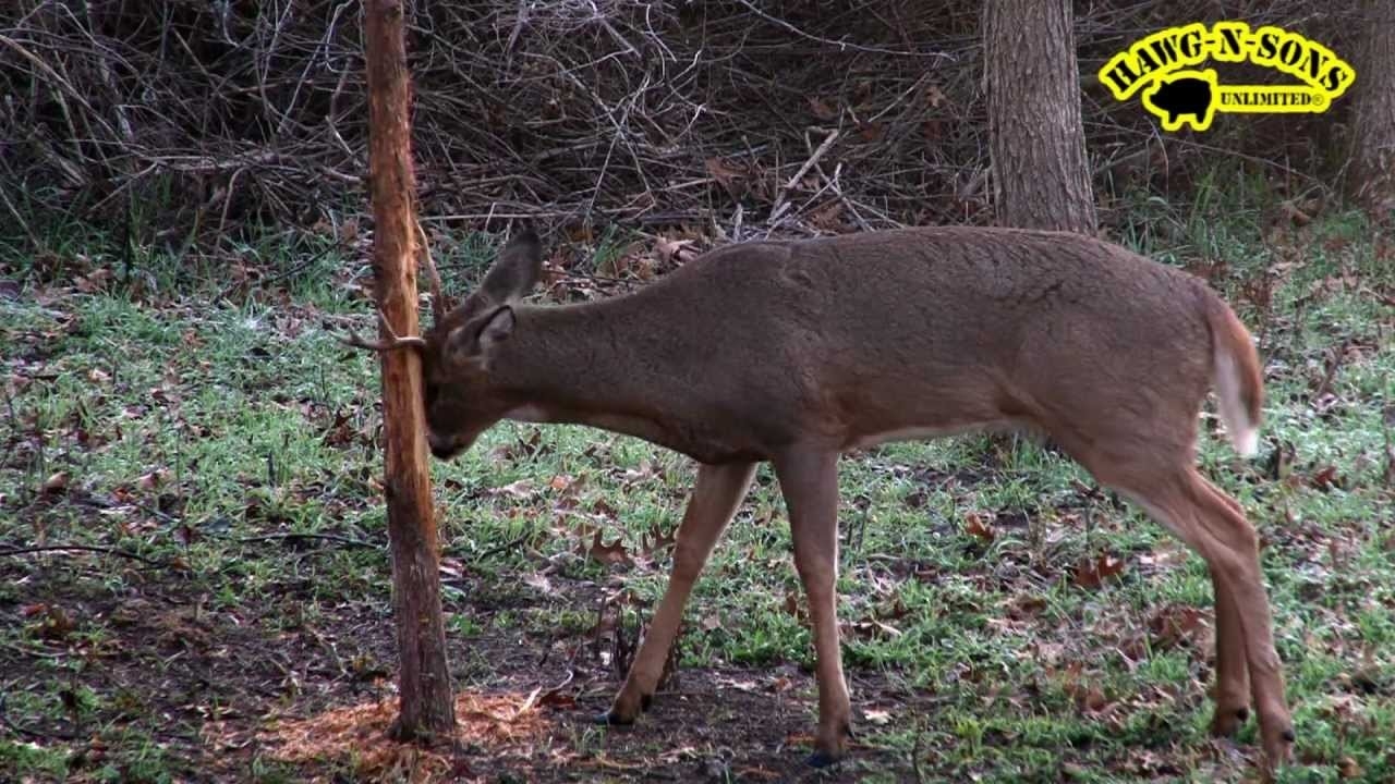 Self Filmed Whitetail Deer Hunting - Rutting Rut Buck Rubbing Tree - Youtube-Deer Rut Maryland 2021