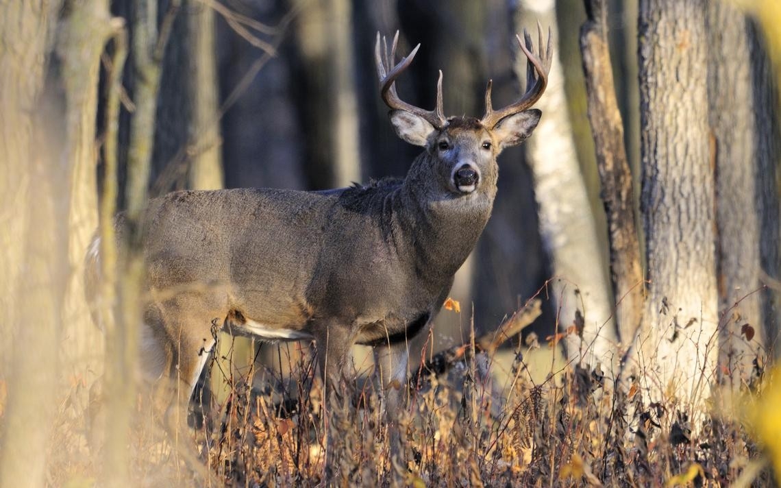 The Allure Of The Big Buck | Brainerd Dispatch-Deer Rut Mn 2021