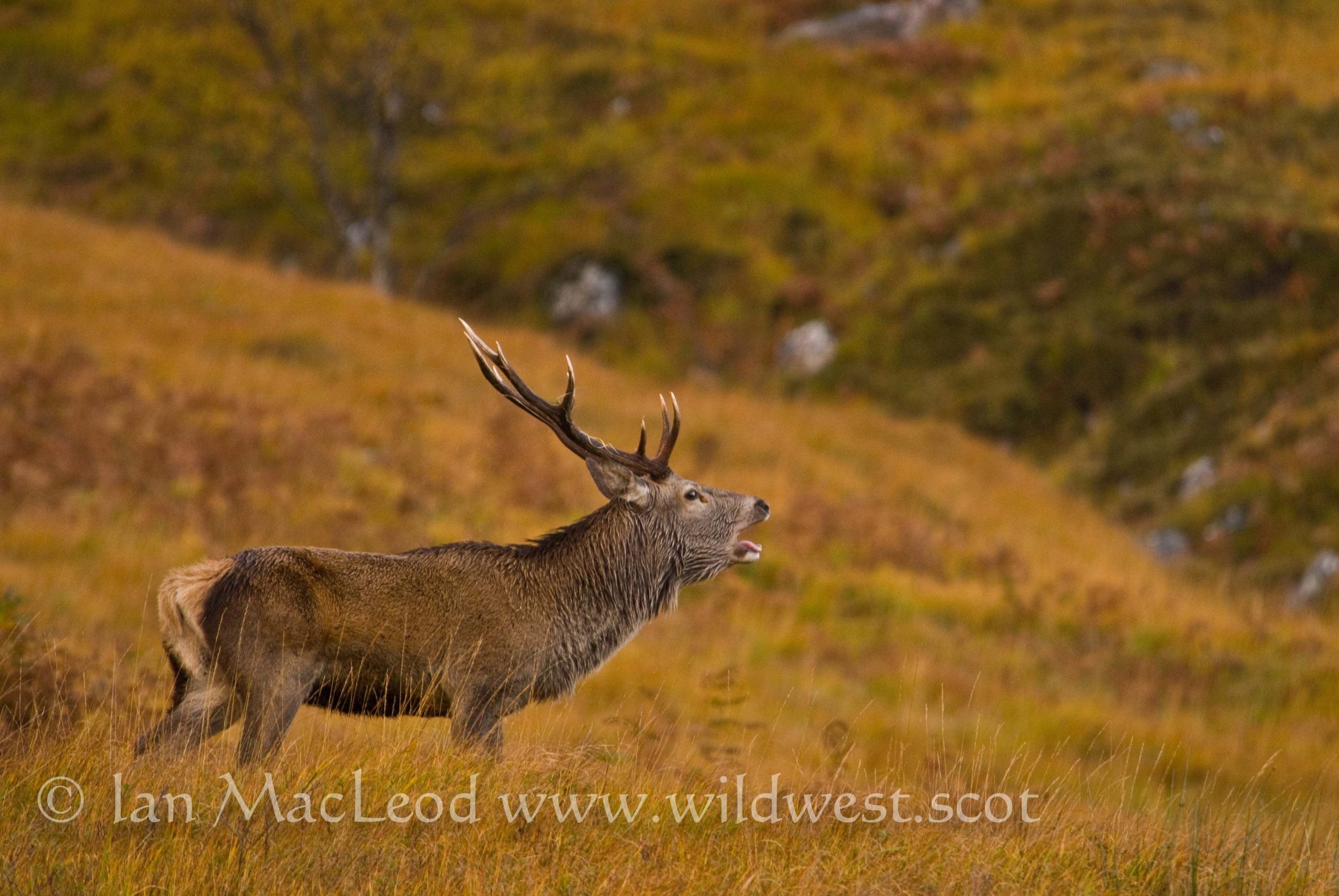 The Call Of A Rutting Stag Has Been Described As A &quot;Cross Between A Chainsaw And A Burp&quot; October-Louisiana Deer Rut Times