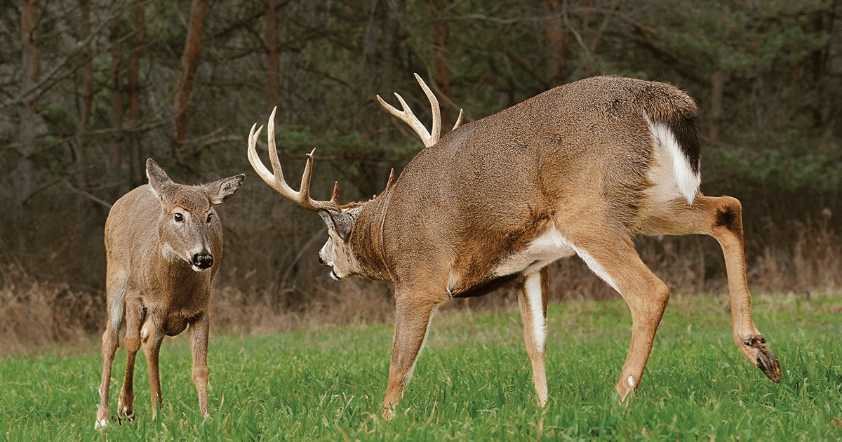 Louisiana Deer Rut Times Calendar Template Printable