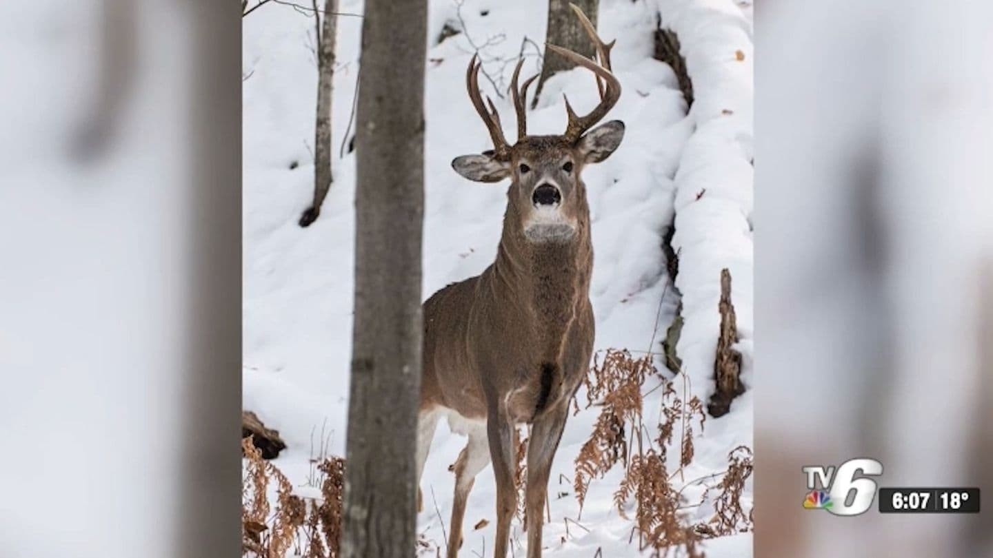 Three-Antler Deer Spotted In Michigan’s Upper Peninsula By Steven Lindberg - The Washington Post-2021 Deer Outlook For Michigan