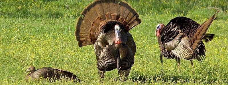 Turkey Hunting | K&amp;M Outfitters | Full Service Guided Hunts In Maryland-Md Deer Rut 2021
