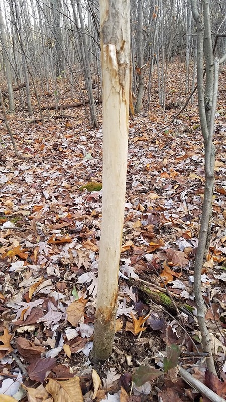 Understanding And Hunting The Second Rut | Bone Collector-When Trhe Rut In Wva