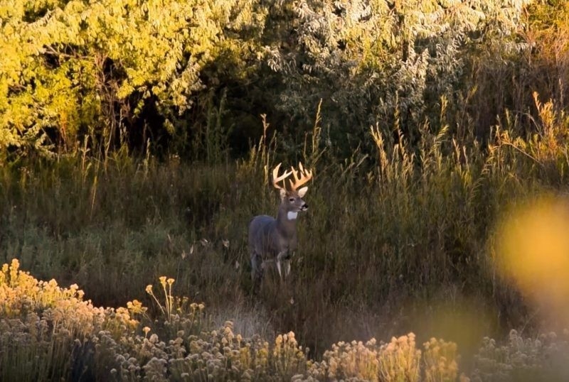 What Do You Know About The Whitetail Rut | Ehuntr-Whitetail Rut In Texas 2021