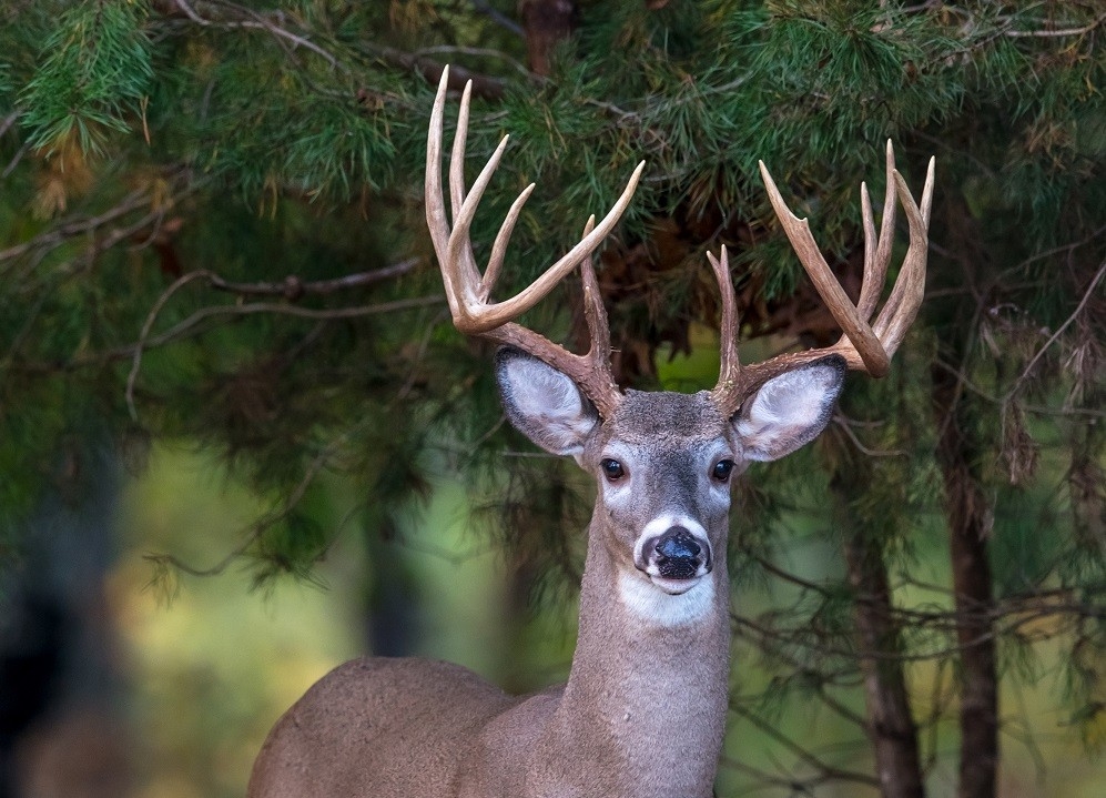 What’s New For The 2020-2021 Hunting Seasons | The Cullman Tribune-2021 Deer And Deer Hunting Rut Calendar For Michigan
