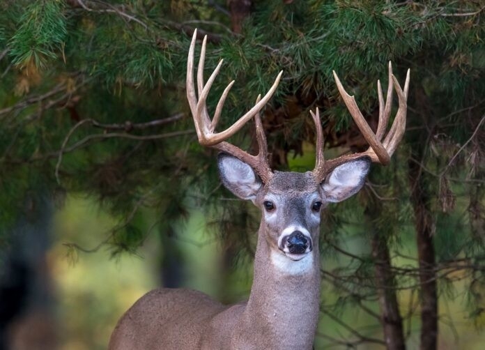 What’s New For The 2020-2021 Hunting Seasons | The Cullman Tribune-Deer Rut Mn 2021