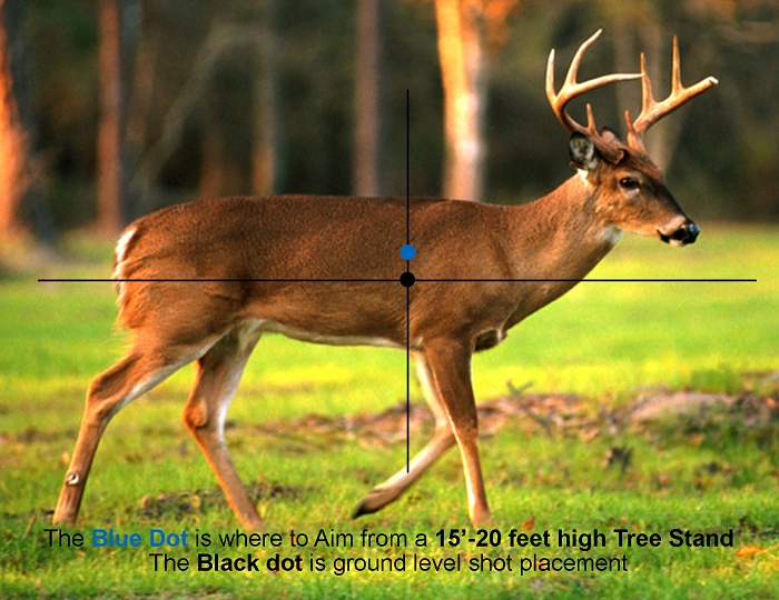 Where-To-Aim-2016-Broadside-Shot-Buck-Ds-Walking-Right - We&#039;Re All About Maryland Bucks-Whitetail Deer Rut In Md