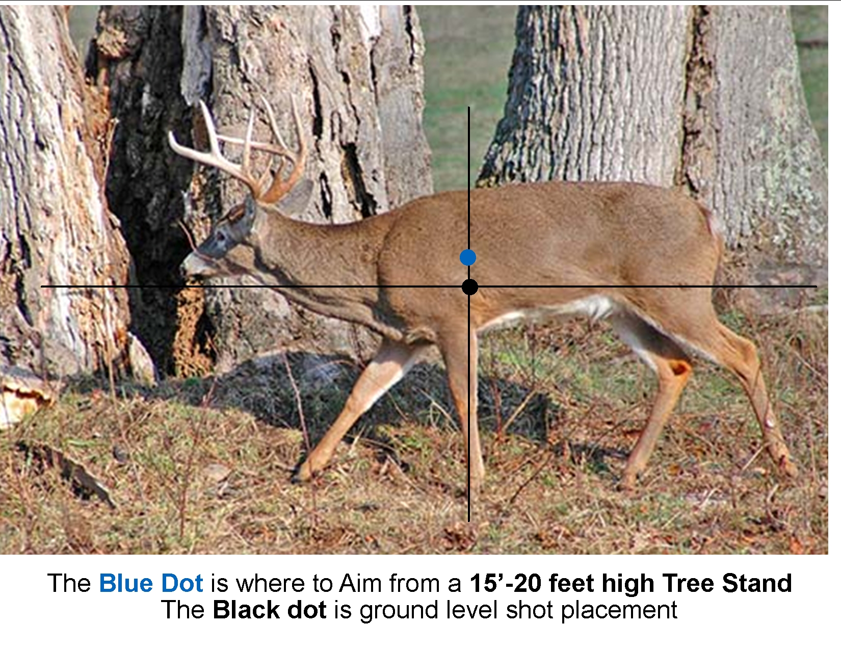 Where To Aim Broadside Walking Buck - We'Re All About Maryland Bucks-Maryland Deer Rut 2021