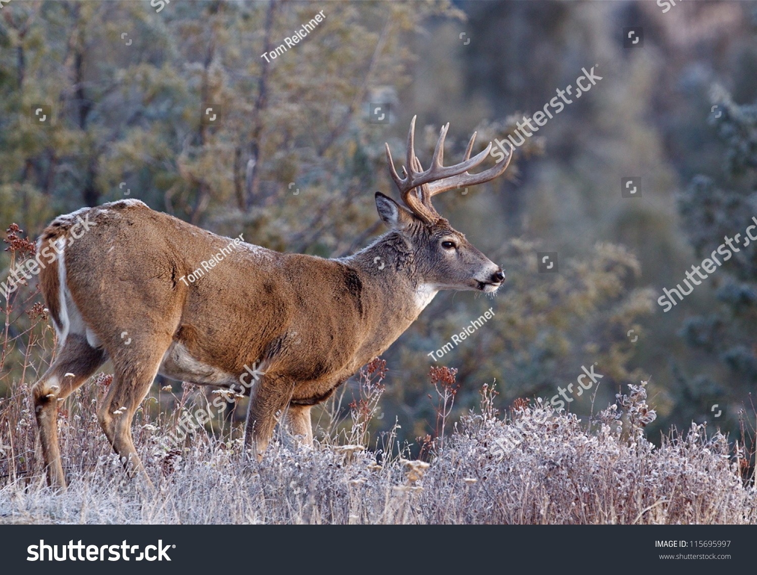 Whitetail Buck Deer Stag Adirondack Mountains Stock Photo 115695997 - Shutterstock-2021 Nys White Tail Rut