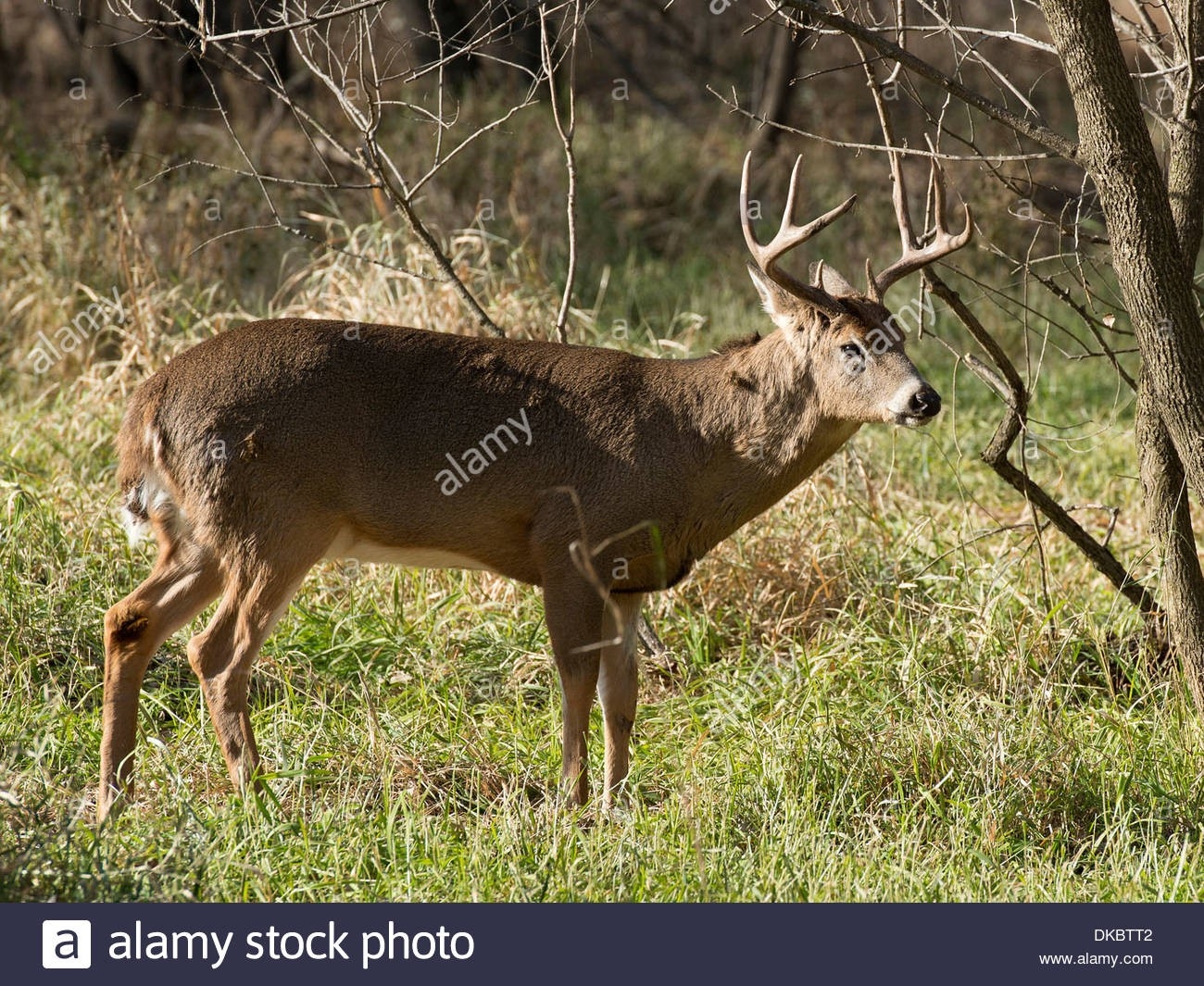 Whitetail Buck During The Rut In Minnesota Stock Photo: 63570530 - Alamy-Deer Rut Mn 2021