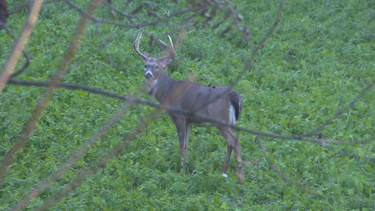 Whitetail Bucks During The Rut In Pennsylvania - Youtube-Whitetail Rut In Pa 2021