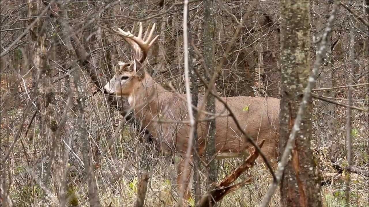 Whitetail Deer Buck Trashes Downed Tree During Rut - Youtube-Southern Maryland Whitetail Deer Rut