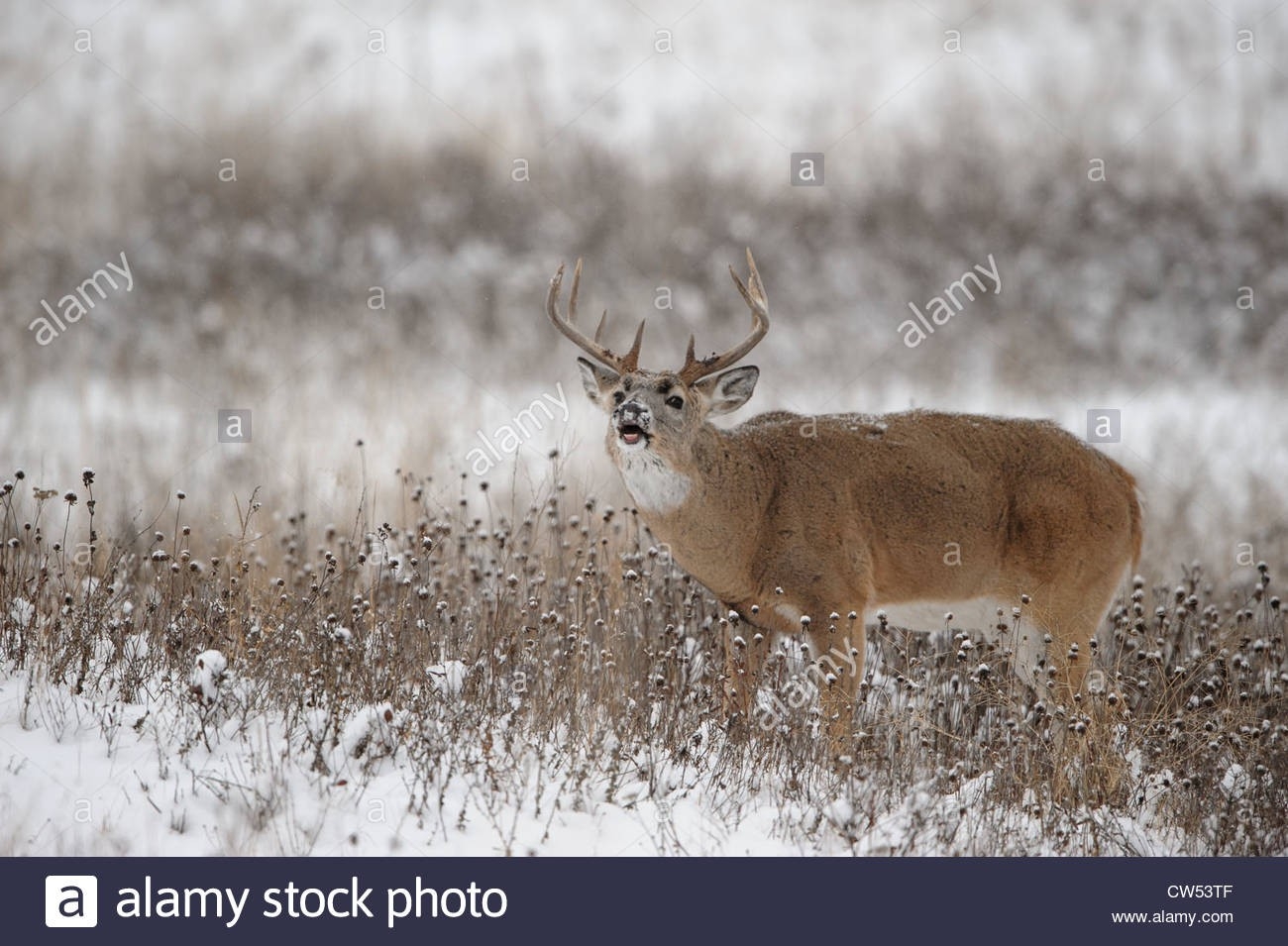 Whitetail Deer Snow Stock Photos &amp; Whitetail Deer Snow Stock Images - Alamy-2021 Nys White Tail Rut