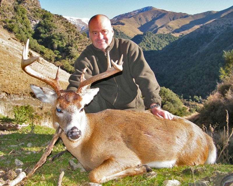 Whitetail - Four Seasons Safaris New Zealand-2021 Wny Whitetail Deer Rut