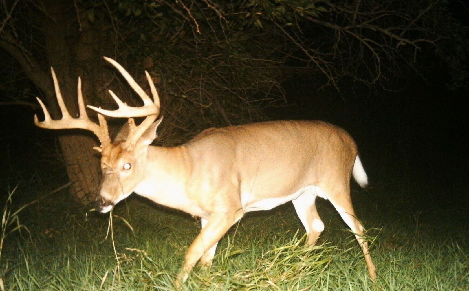 2021 Deer Rut Calendar | Calendar Template Printable