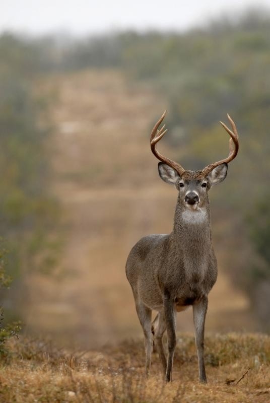 Whitetail Rut Guide For Georgia | Gone Outdoors | Your Adventure Awaits-When Trhe Rut In Wva