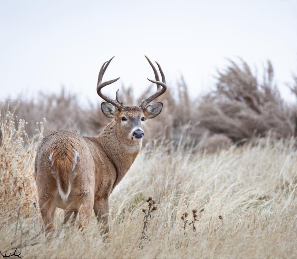 Whitetail University Lessons Learned | Ehuntr-When Trhe Rut In Wva