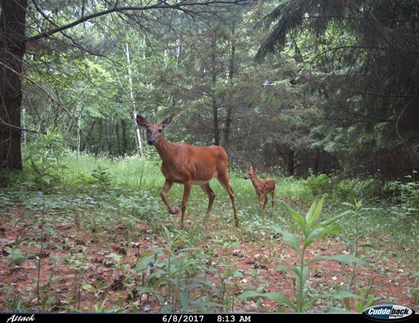 Wisconsin’s Natural Resources Board Counters Dnr On Several 2020 Antlerless Deer Options-2021 Deer Outlook For Michigan