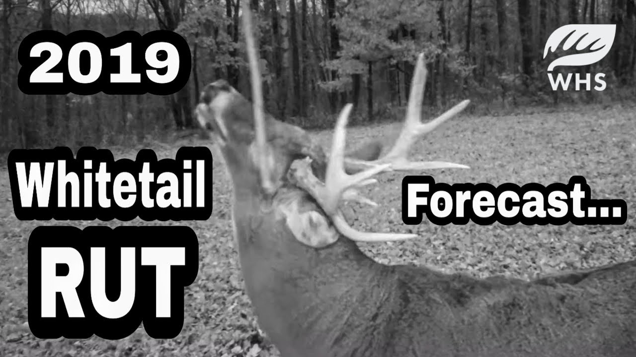 2019 Whitetail Rut Forecast And Tools Of The Rut-When The Rut In Wv