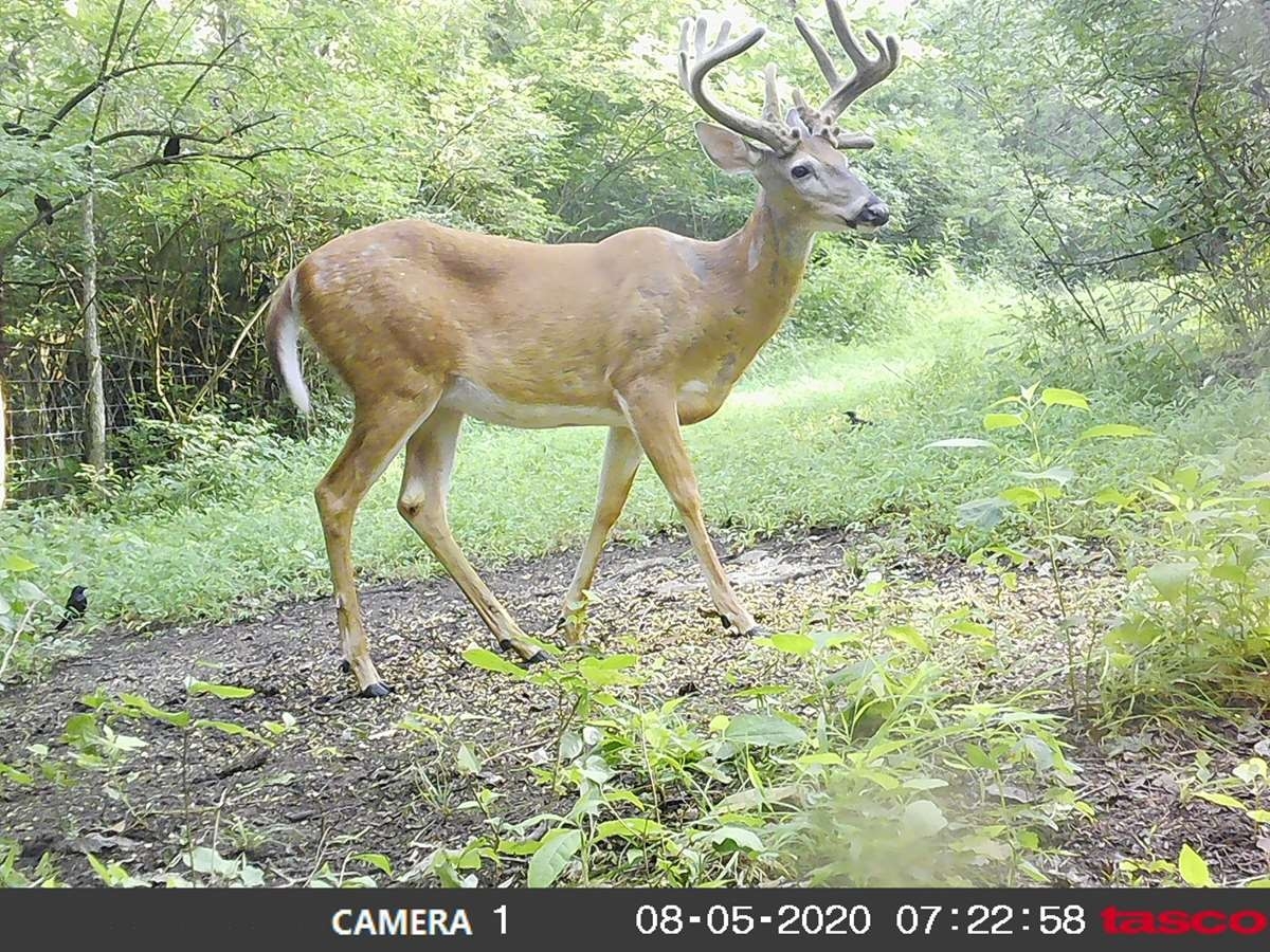 2021 Ky Archery Pre Rut - Main Lodge-2021 Ky Rut Dates