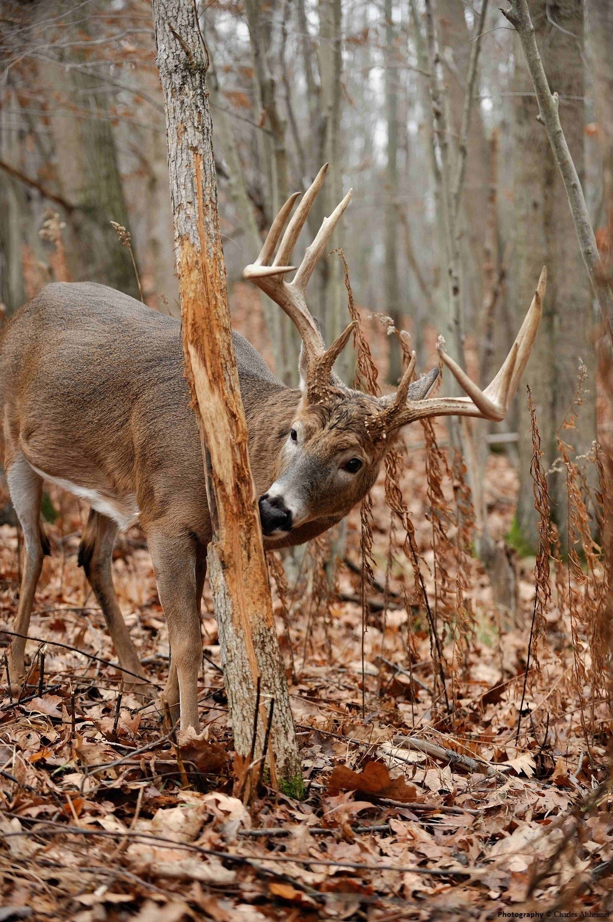 Art Lander&#039;S Outdoors: White-Tailed Deer Rut Full Of Emotion-Kentucky Deer Rut Season