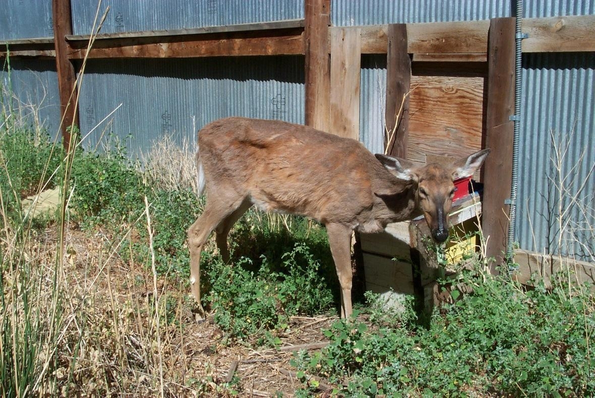 Deadly Deer Disease Nears Indiana&#039;S Borders | Wbaa-Printable 2021 Indiana Deer Season