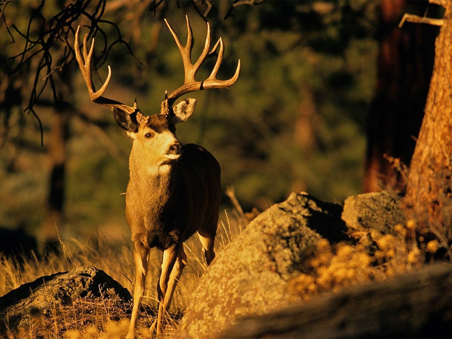 Deer Hunting Forecast 2019 | Outdoor Life-2021 Wv Rut Prediction