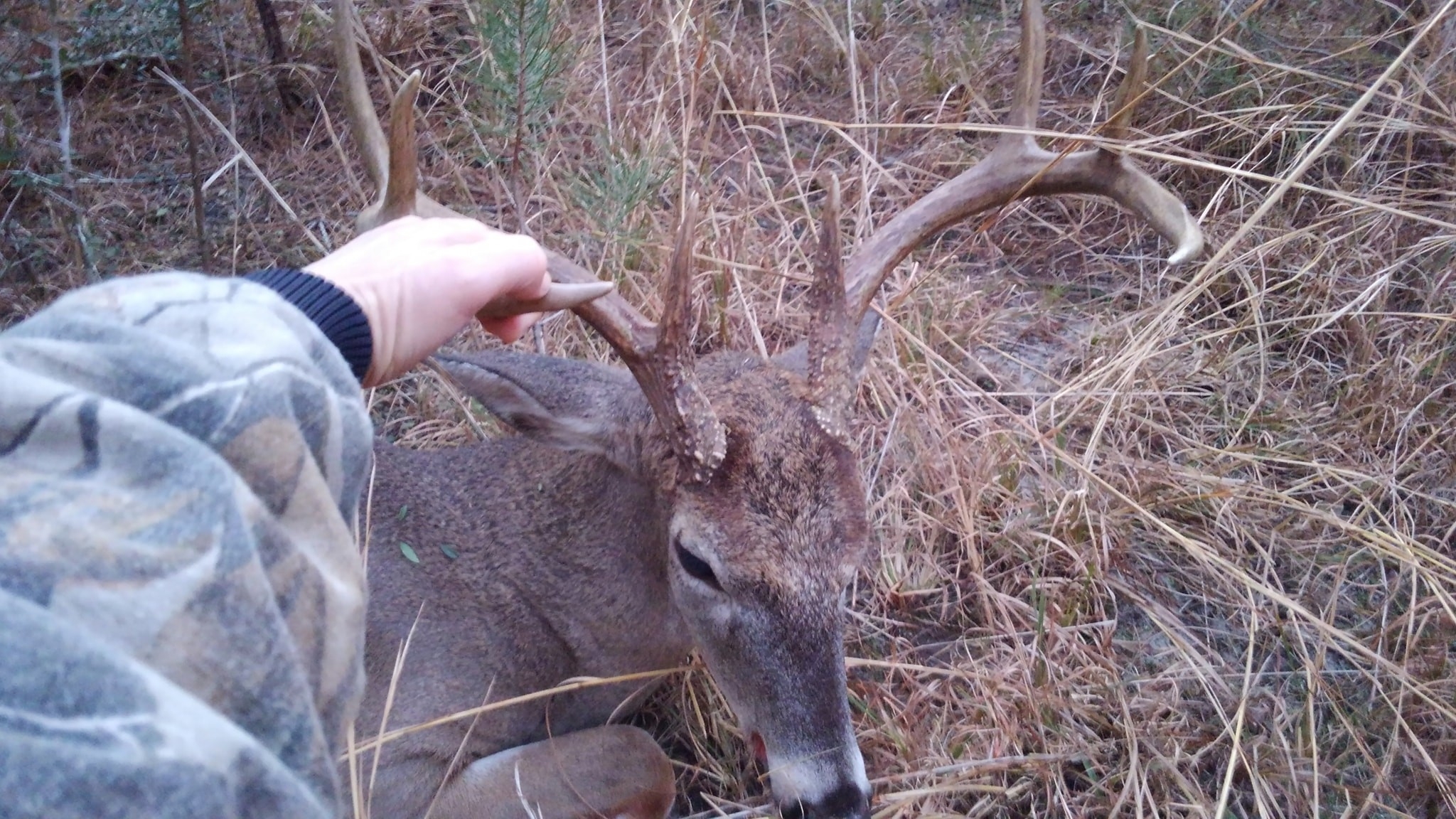 Deer Rut In Northwest Florida | Panhandle Outdoors-Northeast Florida Deer Rut Dates