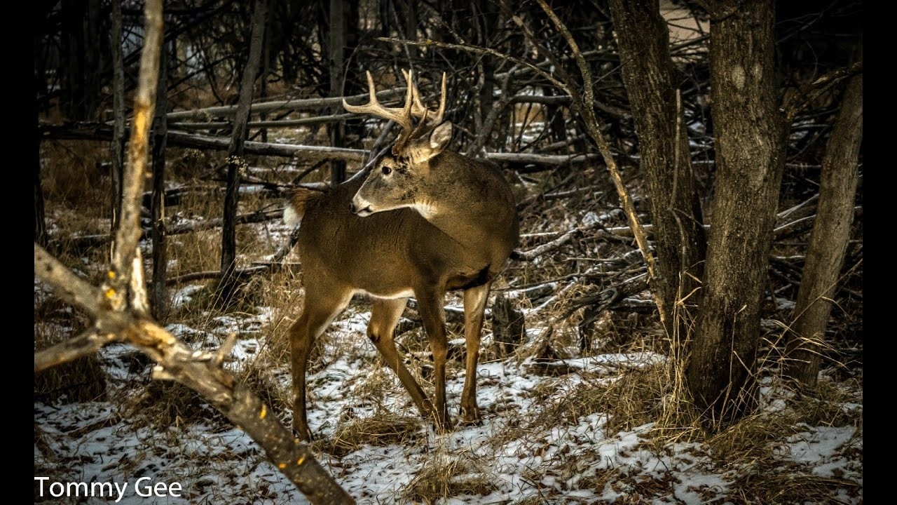 Deer Rut Is On Nov. 3 2020-When The Rut In Wv