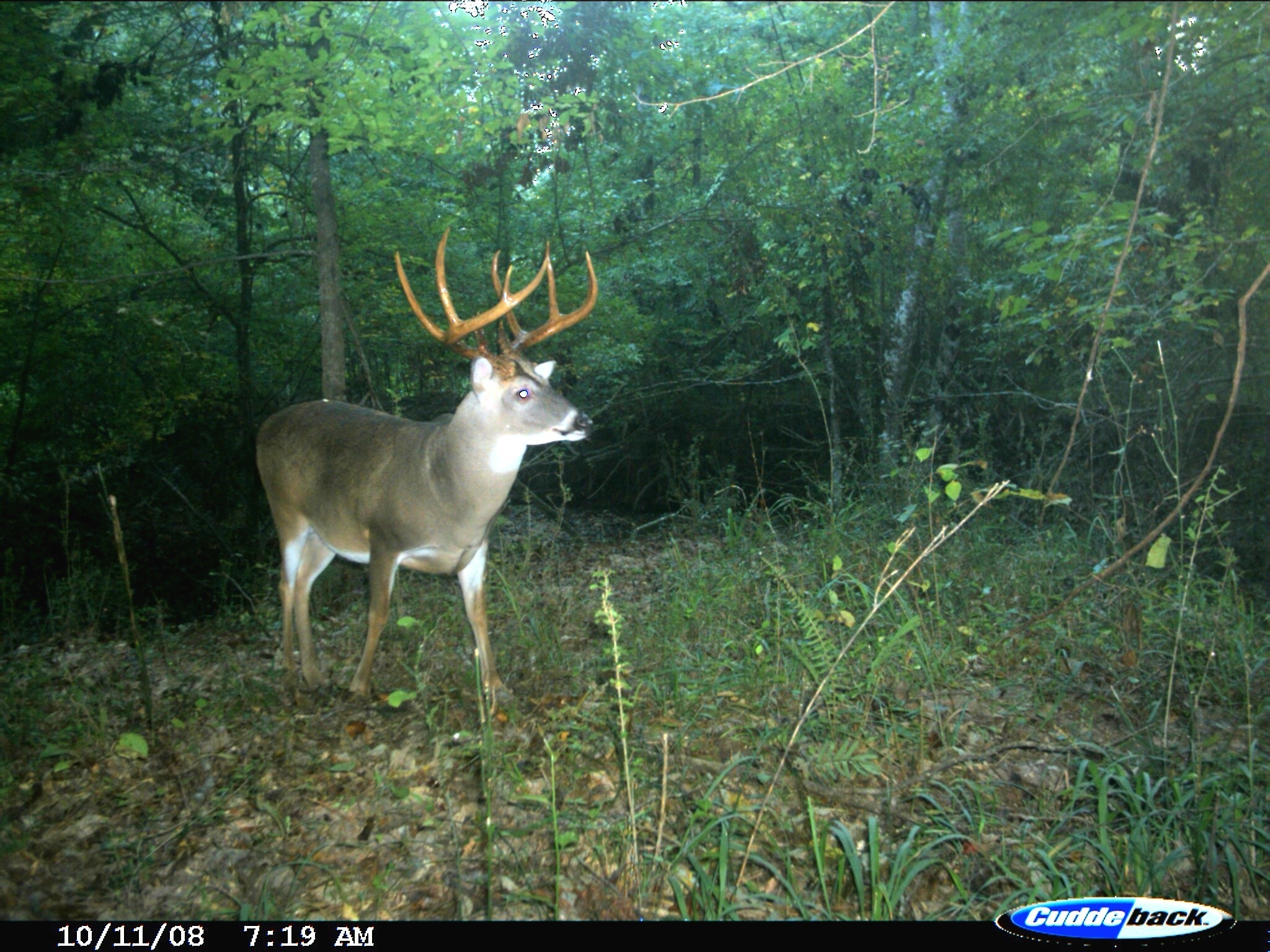 Exclusive: Peak 2016 Rut Forecast For Southern Deer Hunters-Louisiana Deer Rut Calendar