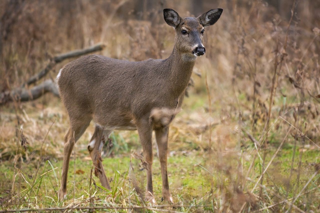 Experts: Reasons Why Upstate Ny Deer Hunting Is Off To A-Wny 2021 Whitetail Rutt
