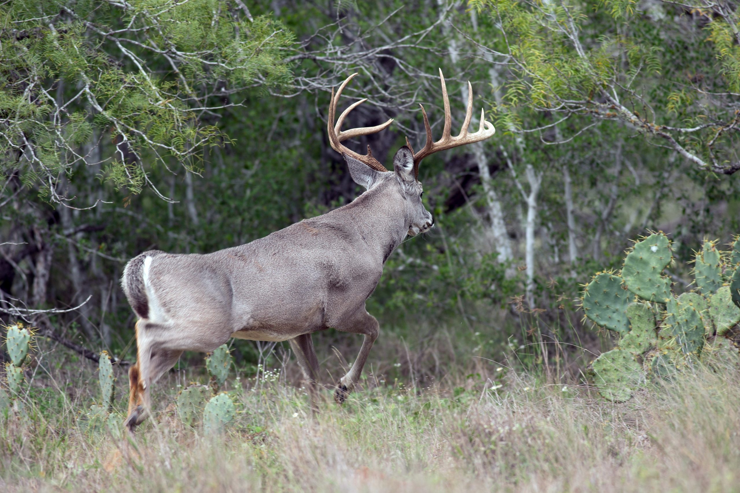 Fair Chase Part I: Whitetails | Texas Wildlife Association-Texas Deer Hunting Rut